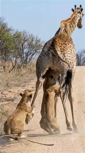 Power vs. Height: A Masterclass in Apex Predator Teamwork and Strategy