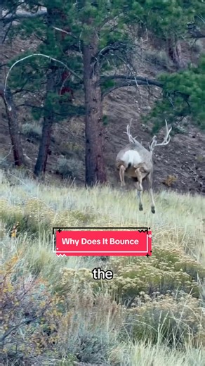 Why do mule deer bounce like this when they run #deer #animals #fypシ゚viral