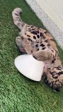 Clouded leopard cub shows off soccer skills at Nashville Zoo