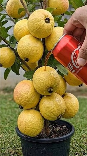 quick and easy method to grow and propagate guava #fruits fruit trees #garden #fruit #nature