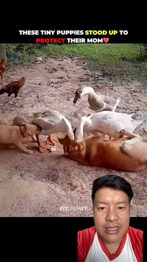 Tiny Puppies Fight to Protect Their Mother! 🐶❤️ #Puppies #AnimalLove #shortsfeed