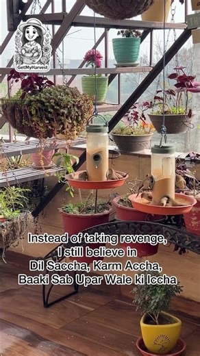 My Balcony Garden in December | Bird Lovers #shorts