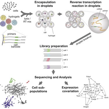 Droplet Barcoding for Single-Cell Transcriptomics Applied to Embryonic Stem Cells