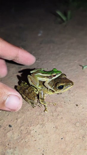 Funny!!! GreenFrog, TreeFrog, Toad, Bullfrog, Catch Frog For Fun HAHAHA