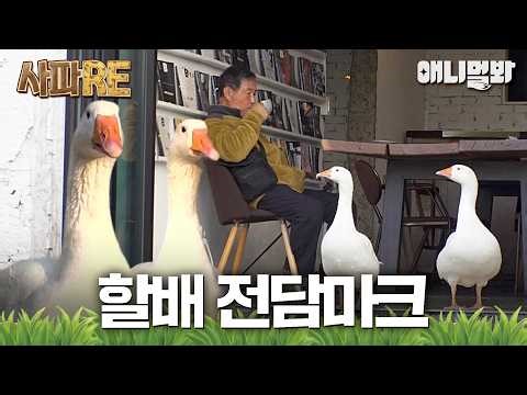 [#사파RE] 하루 종일 할아버지 맨마킹 해버리는 거위들🪿 #TV동물농장 #AnimalFarm #애니멀봐