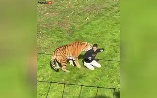 Horror At The Wildlife Park: Man Mauled To Death By Tiger After Leaping Into Enclosure In Front Of Horrified Families