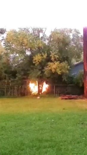 Tree explodes after being hit by lightning in | Scarring our #goats
