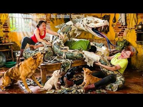 72 Hours TRAPPED 😱 Giant Python Invades Rural Home – Father Attacked, Dogs Fight Back! NO ESCAPE 🐍