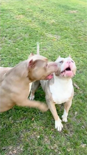 Alpha Dog Sets The Rules, Betas Enforce It👈‼️ #qbnkennel #alphadog #originalcontent