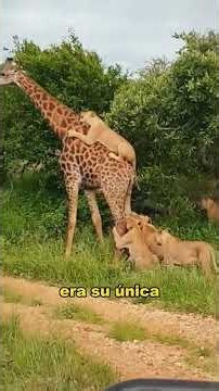 Lions attack giraffeLions attack giraffe. #animals #fyp #Friendship #Us