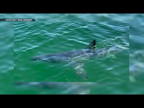 Shark steals the show off Honeymoon Island in once-in-a-lifetime sighting