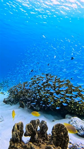 Haruka 𓇼沖縄の海を毎日お届け on Instagram: "🩵 @haruka_okinawa_sea すべてを浄化してくれる水中世界が大好き🧜‍♀️🪸 #coral #沖繩 #okinawajapan #오키나와 #慶良間諸島"