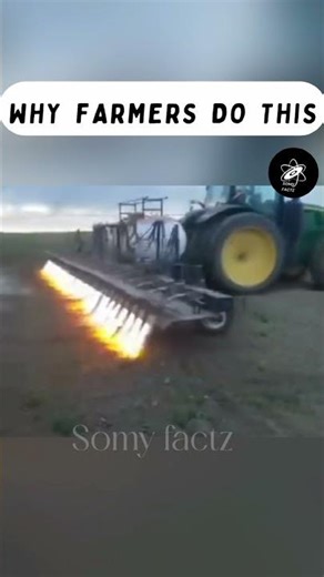 Flame Weeding – Killing Weeds with Fire Instead of Chemicals! 🔥@Somyfactz