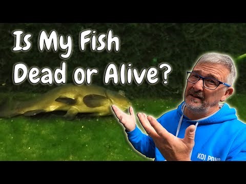 KOI POND *My Fish Was Lying Motionless in Freezing Water — Dead or Alive?!*