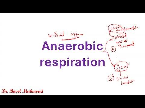 IAL Edexcel Biology - Unit 5 - Cellular respiration - Part 3