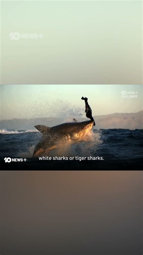 New DNA Program Targeting 'Killer Sharks' Ignites Cull Debate | 10 News+