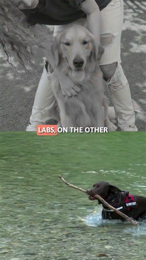 GOLDEN RETRIEVER vs. LABRADOR! 🐶💛 #SHORTS