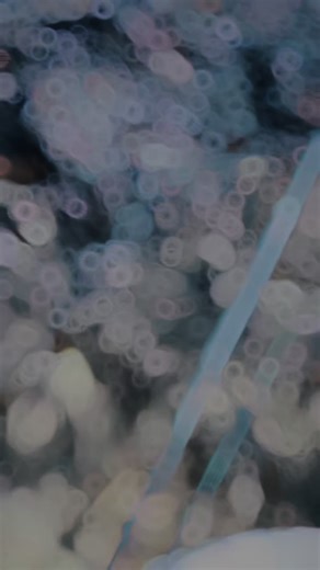 Sana Koko: Pollitos en Fuga VHS