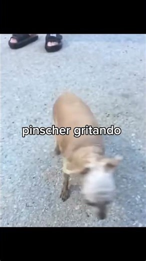 animais muito fofinhos 🥰🐾
