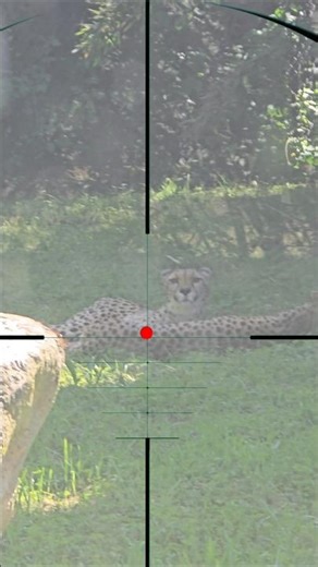 Hunting in the wild | Caccia nella natura selvaggia