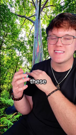 You guys asked… so here’s the truth about the tree 🌳 #rainboweucalyptus #tree #tech #gadget