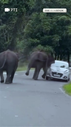 Wild elephant attacks tourist car at Mudumalai Tiger Reserve on Nilgiris Mysuru road