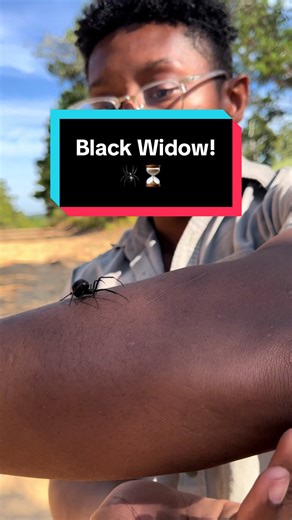 Love this spider! #wildlife #fyp #spider #animal | Spiders