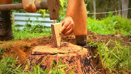 DIY tree stump removal: Easy manual method using wedges & hand tools!