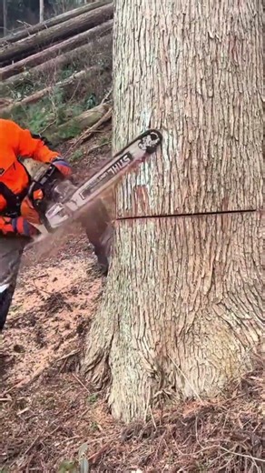 Masterful Chainsaw Techniques for Safely Felling Massive Trees in the Forest