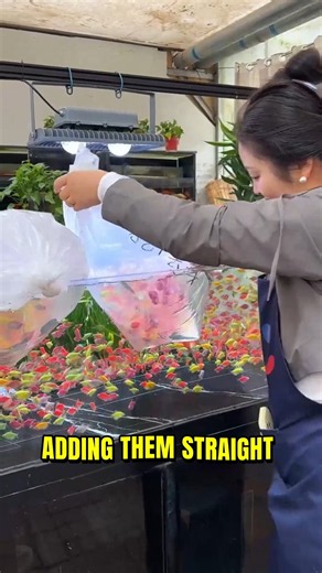Never Add New Fish Straight Into Your Tank Without Doing This First!