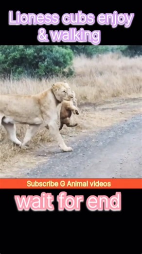 Lion Cub Learn How to Cross the Road..#trending #animals #lion #cube #wildlife #shorts #viral