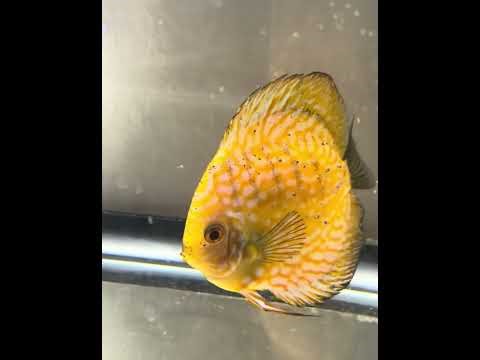 Planted Aquarium with Discus/ Discus raising fry