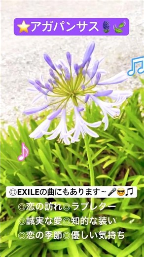 【💓優雅な立ち姿の素敵なアガパンサス〜(๑˃̵ᴗ˂̵)❤️】いよいよ咲き始めましたヽ(´▽｀)/🪻🍃#アガパンサス #flowers #癒し #植物 #可愛いお花 #綺麗 #shorts