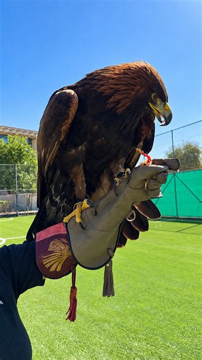 Why powerful wings and speed make this eagle unmatched