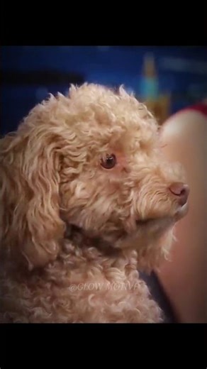 “Puppy stole the whole show 😭🐶🔥 #Cute #Viral #JimmyFallon”