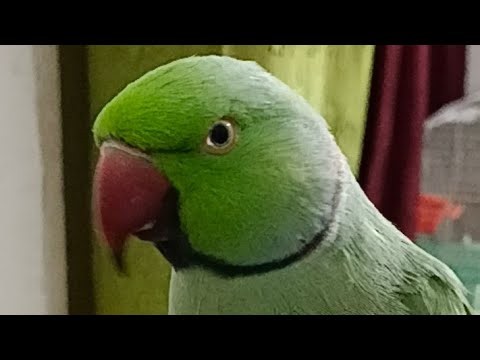 anuandsuji is live! Ring Neck Parrot Live 🦜