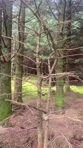 This shade of green only exists in Ireland 🇮🇪🌿