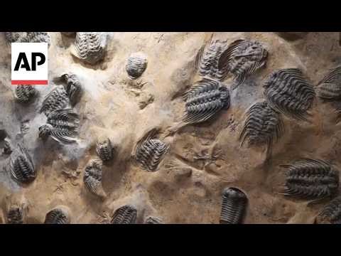 Fossil discovery in China rewrites history of complex life