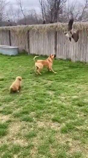 Incredible Rescue: Mother Dog Fights Off Giant Hawk to Save Her Puppy! 🐕🦅 #animalrescue