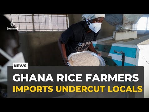 Ghana rice production: Imports undermine local farmers