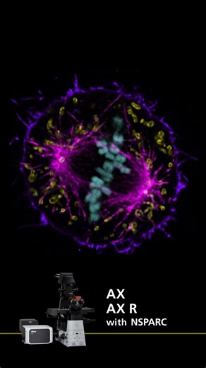Nikon Spatial Array Confocal #NSPARC: A Sensitive Detector in Near-Infrared #NIR #Shorts
