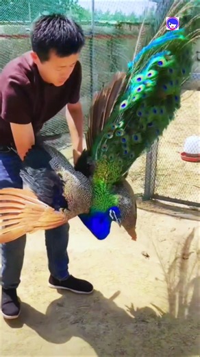Peacock Original Channel🦚✨ #peacock