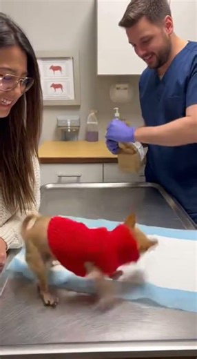Chihuahua Vet Extreme Reaction 😂🐶 | Tiny Dog Goes Crazy #chihuahua # #animation