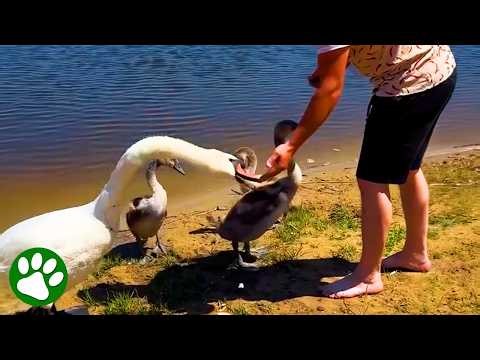Mama swan thanks her rescuers 🥹❤️
