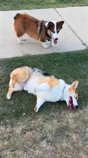 Corgi Pack at the Dog Park#BrickTheCorgi #ElectricCorgi #CorgiLife #DogVlog #PetAdventures #corgi