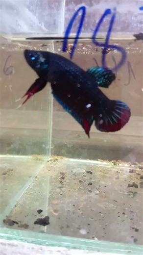 Green-shelled Siamese fighting fish #liathiadong #liathiadonghoangda