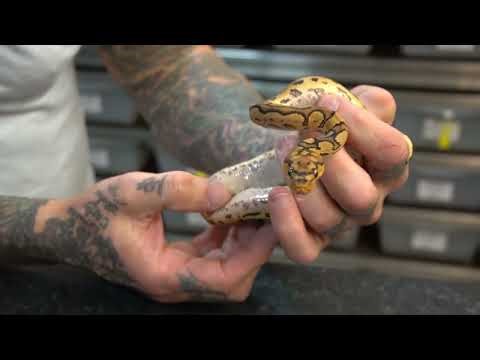 ALL THE LATEST FROM DARREN'S DEN