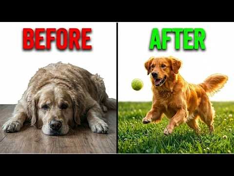 You’re Accidentally Draining Your Dog’s Life (And How To Stop It)