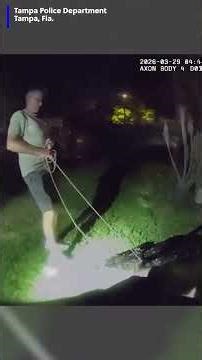 Police remove alligator in pool