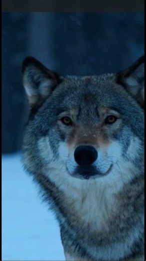 Why the Wolves Stepped Back — Nature’s Power Test in the Snow